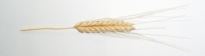 Einkorn